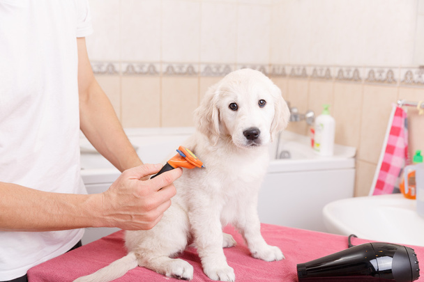 homem grooming de seu cão em casa
 - Foto, Imagem