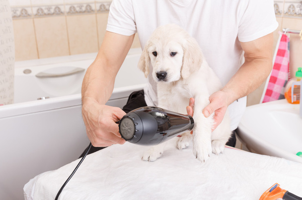 mies grooming koiransa kotona
 - Valokuva, kuva