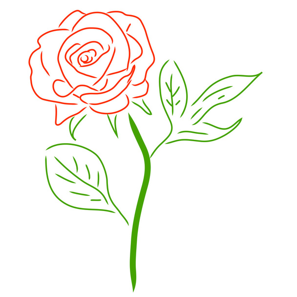 Красная роза изолирована на белой векторной иллюстрации
 - Вектор,изображение
