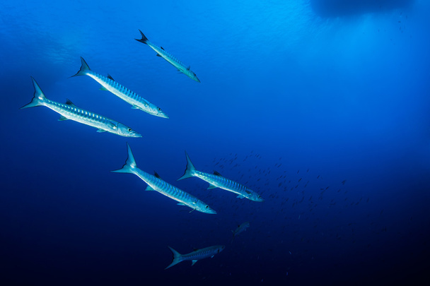 Shoal of barracudas, Mar Rosso, Egitto
 - Foto, immagini