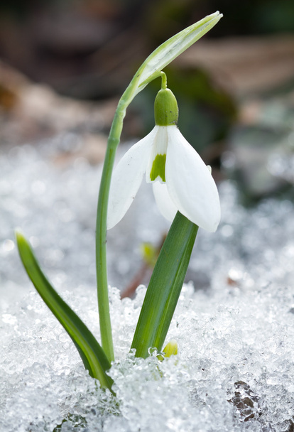 λευκό λευκόιο λουλούδια  - Φωτογραφία, εικόνα