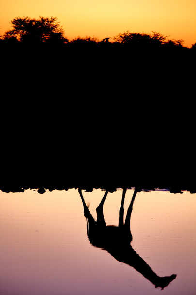 zsiráf a naplemente - Fotó, kép