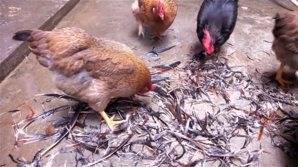 Gallos y gallinas caminando alrededor de una pila de plumas en busca de comida
 - Metraje, vídeo