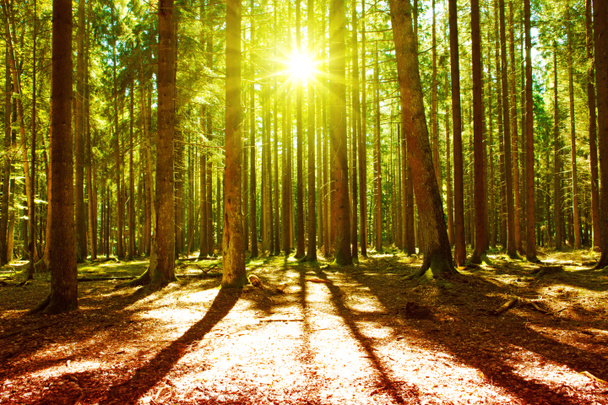 La lumière du soleil dans la forêt verte
. - Photo, image