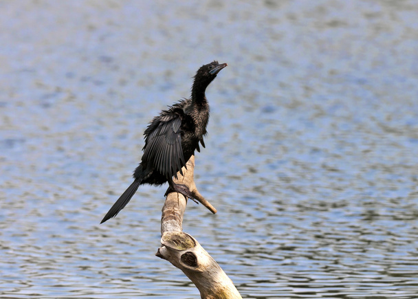 Bird, Little Cormorant, Phalacrocorax niger, basking in sun, per - Photo, Image