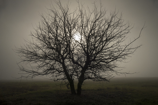 Lonely in the fog - Photo, image