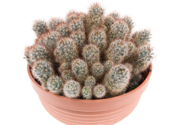 succulent cactus in pot  - Photo, image