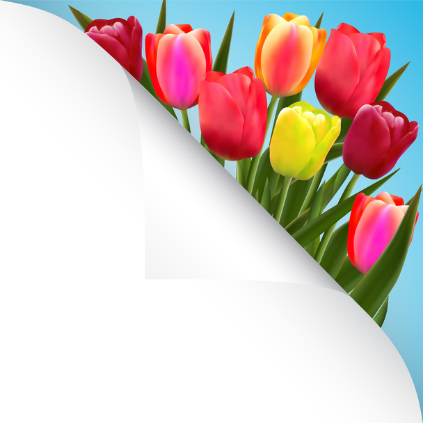 tulipán flor diseño fondo floral tarjeta arte
 - Vector, imagen