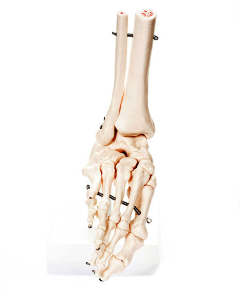 Esqueleto del pie sobre fondo blanco
 - Foto, Imagen