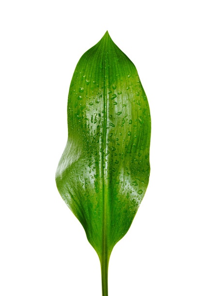 Zielony liść z kroplami wody - Zdjęcie, obraz