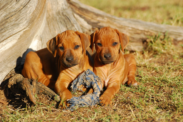 Bonitos cachorrinhos Rhodesian Ridgeback
 - Foto, Imagem