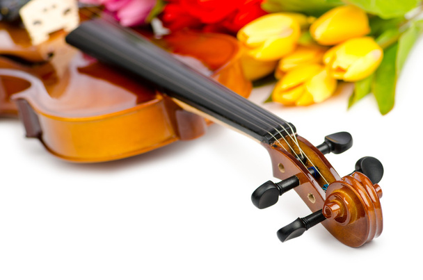 Скрипка и цветы тюльпана на белом
 - Фото, изображение