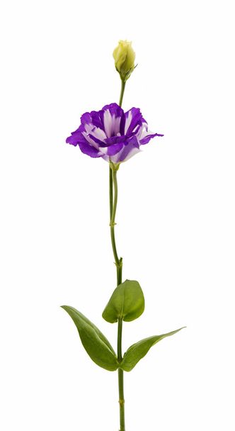 EUSTOMA λουλούδι κομψότητα - Φωτογραφία, εικόνα