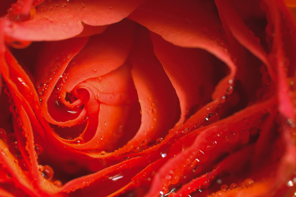 Červená růže - Fotografie, Obrázek
