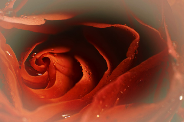 romantische rose - Foto, afbeelding