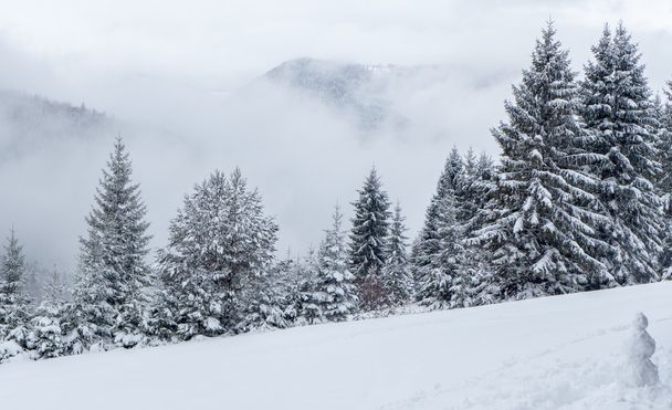 Snowy forest, Slovakia - Foto, Bild