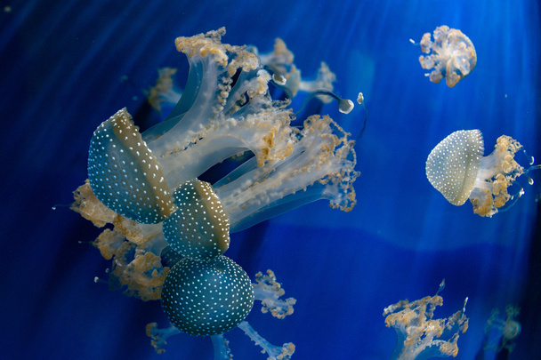 medúzy zpět rozsvítit podvodní zavřít - Fotografie, Obrázek