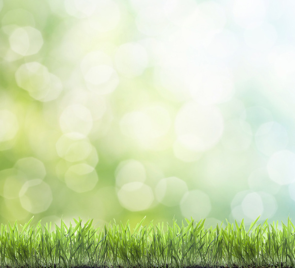 Fresh spring green grass - Foto, afbeelding
