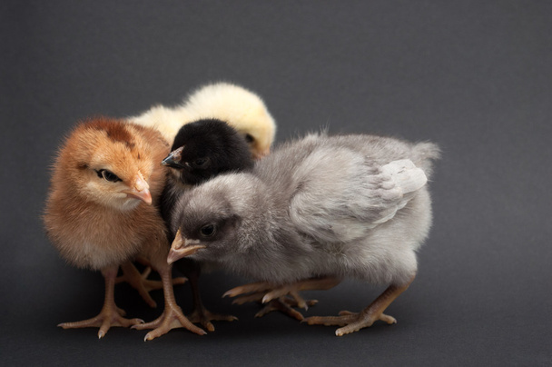 Four multi-colored chicks nestled to each other - Photo, Image