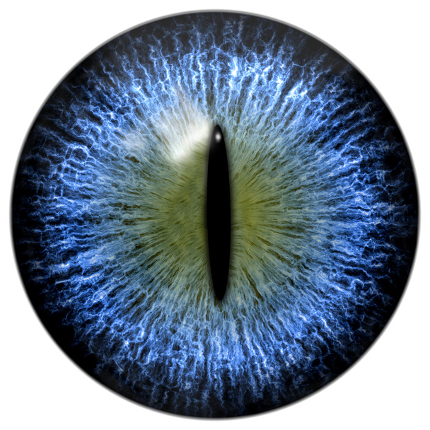 Olho de gato ou réptil azul com pupila estreita
 - Foto, Imagem