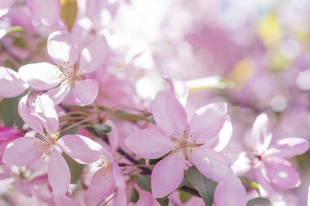 Blossom arbre sur fond de nature
 - Photo, image