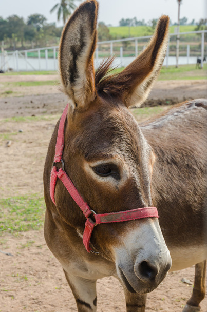 portrait of a donkey. - Photo, Image