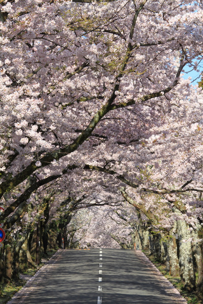 Тоннель цветения сакуры в горах Идзу, Сидзуока, Япония
 - Фото, изображение