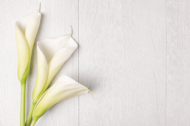Élégante fleur de printemps, lys calla
 - Photo, image