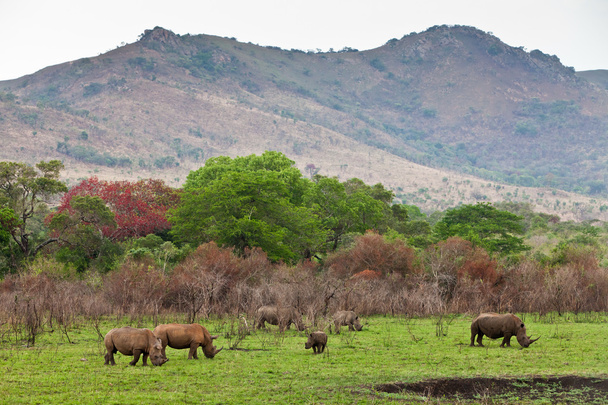 White rhinoceros grazing - Foto, Imagem