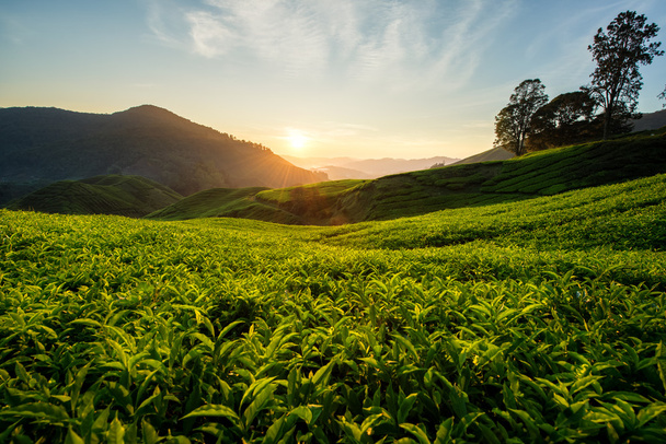 Teeplantaasi Cameron Highlandsissa, Malesiassa - Valokuva, kuva