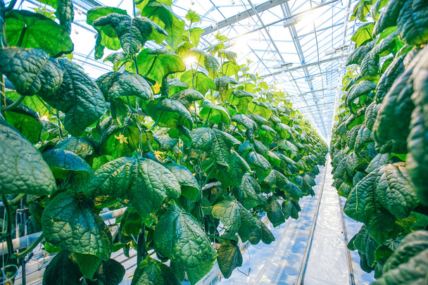 Green crop in modern greenhouse - Foto, imagen