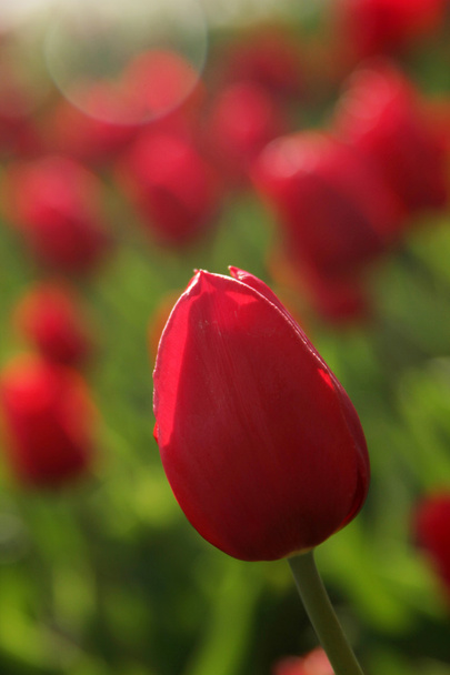 Tulipán rojo
 - Foto, Imagen