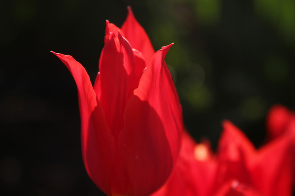 Tulipán rojo
 - Foto, Imagen