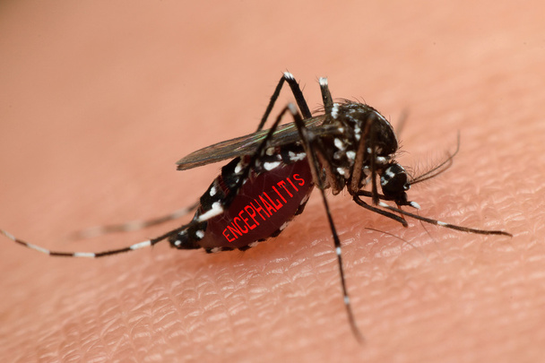 Makro kan emme sivrisinek - Fotoğraf, Görsel