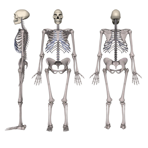 Homo erectus - Photo, Image
