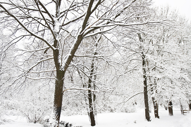 Winter forest - Foto, Imagen