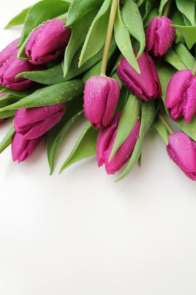 Рожеві тюльпани з краплями води
 - Фото, зображення