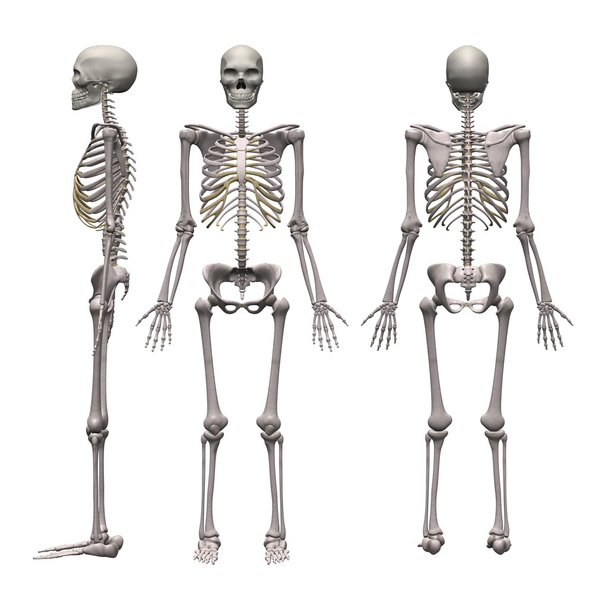 Чоловічий скелет
 - Фото, зображення