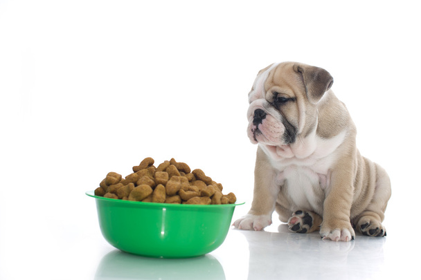 English bulldog puppy with dry food - Foto, Bild