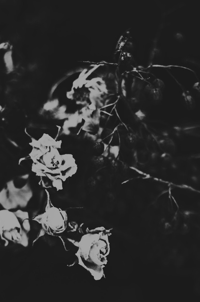 Черно-белый цветок розы. Крупный план, изолированный на черной спине
 - Фото, изображение