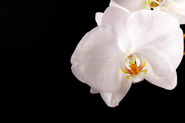 Zweig weiße Orchidee - Foto, Bild
