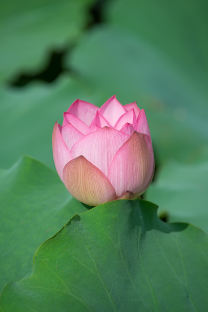 Fleur de lotus en fleurs
 - Photo, image