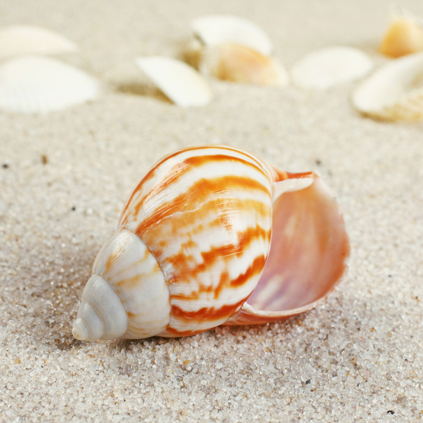 beautiful Sea shells on sand. - Фото, изображение