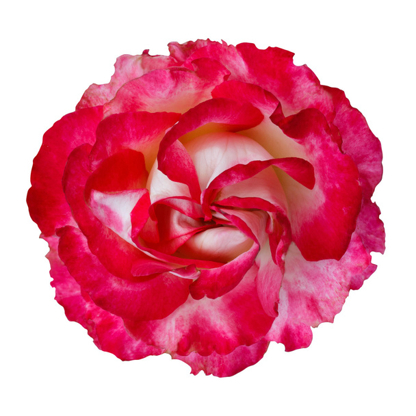 красивый красный цветок изолирован на белом фоне - Фото, изображение