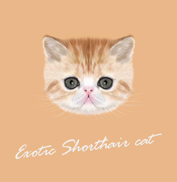 Eksoottinen Shorthair kissanpentu
 - Vektori, kuva