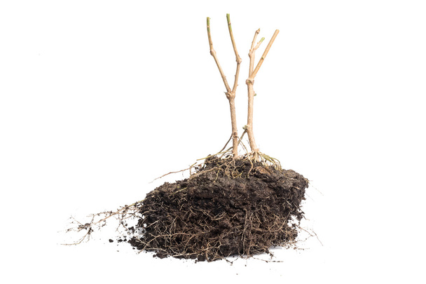 Корневое растение с почвой
 - Фото, изображение