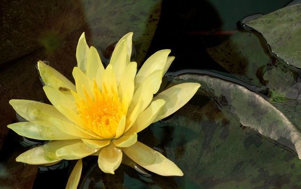 lotus flower or beautiful waterlily. - Foto, Imagem