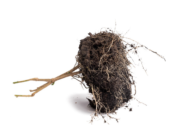 Root Plant with soil - Photo, Image