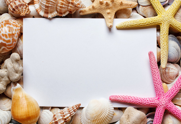 blank sheet of paper on sea Shell background - Photo, Image