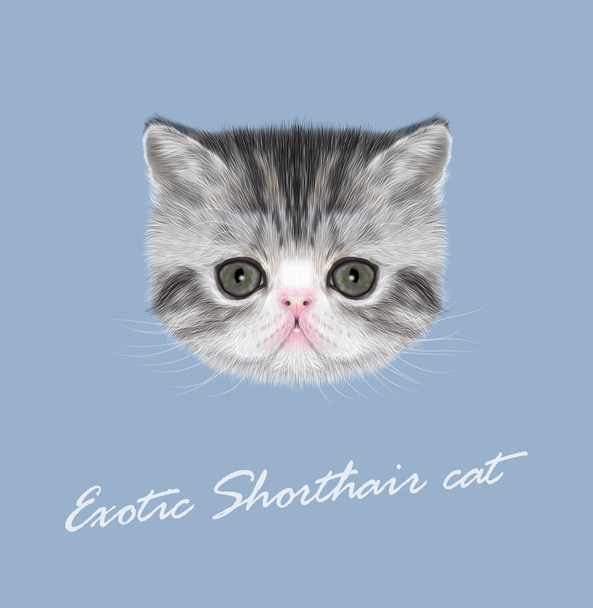 exotická krátkosrstá kotě - Vektor, obrázek